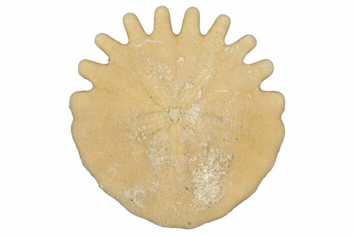 Fossil Sand Dollar (Heliophora) - Boujdour Province, Morocco #347921